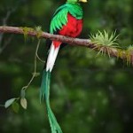 quetzal